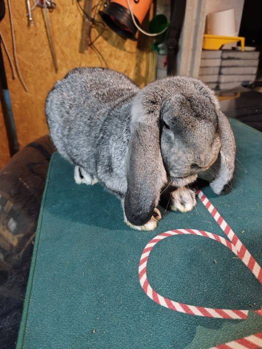 Samczyk Baran Francuski Szynszyl.