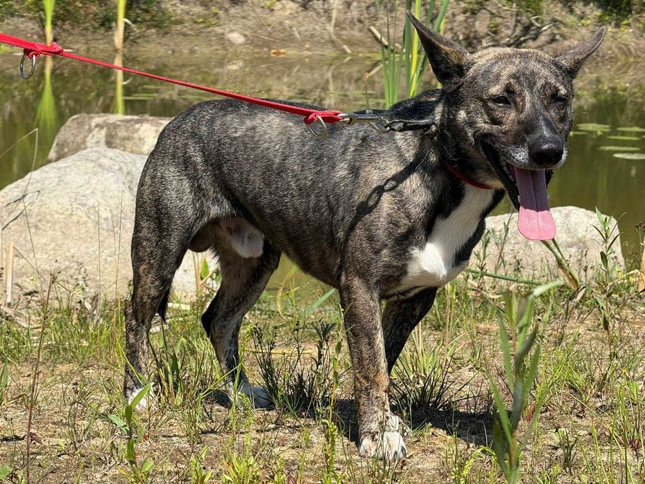 Lego- piękny i młody psiak szuka domu