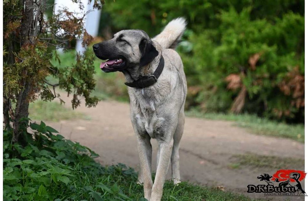 Kangal Sivas import Turcja. D.K.BUBU FCI