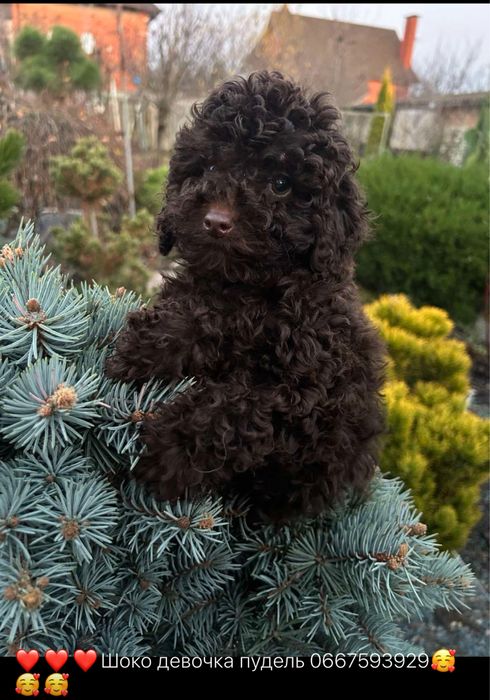 Девочка пудель с документами fci