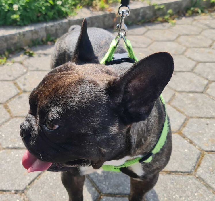 Bulldog francês para montas