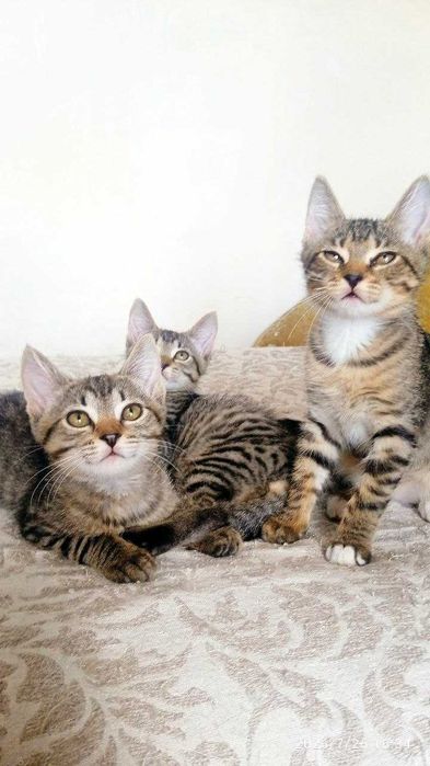 Воспитанные котята ищут дом