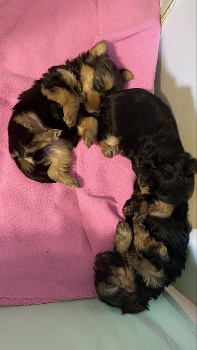 Послуги кохання-мініатюрний йорк