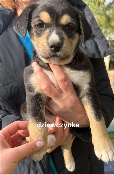 Suczki szczeniaki do adopcji