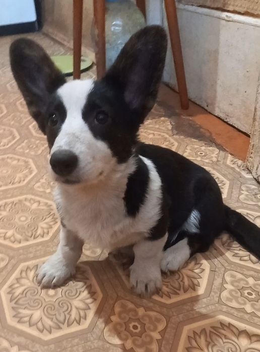 Дівччнка  коргі   каріган !