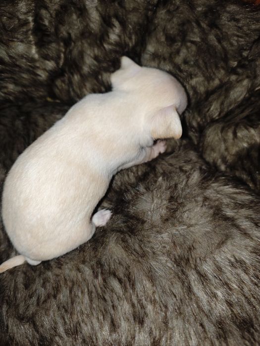 Chihuahua fêmea branca e bege