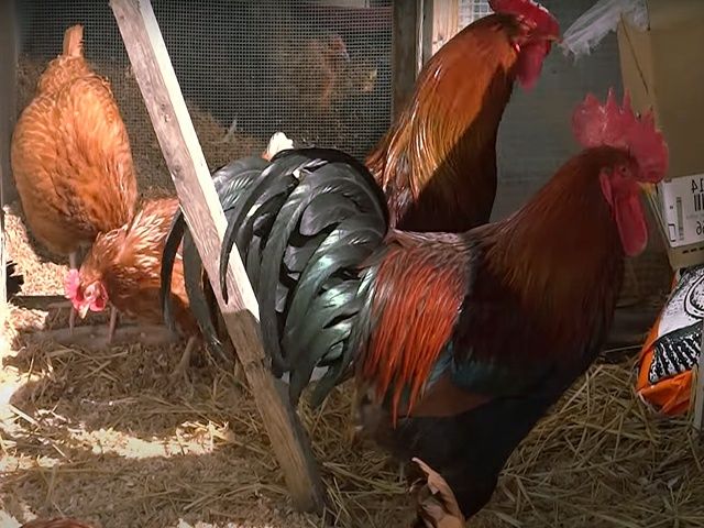 Інкубаційне яйце кур, курчата, Вельзумер