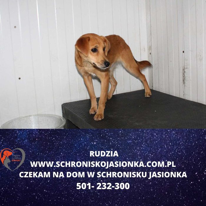 Rudzia do adopcji – Schronisko Jasionka