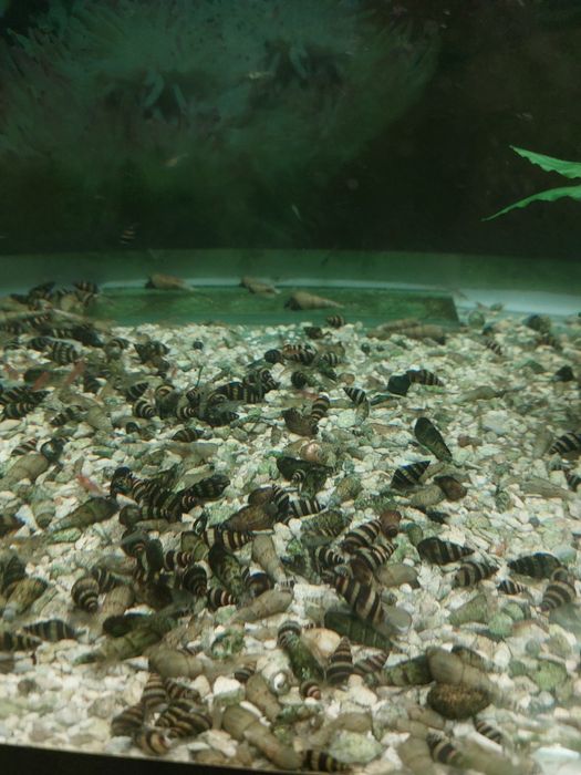 ПРОДАЖА . Аквариум с тумбой. УЛИТКИ ХЕЛЕНЫ.