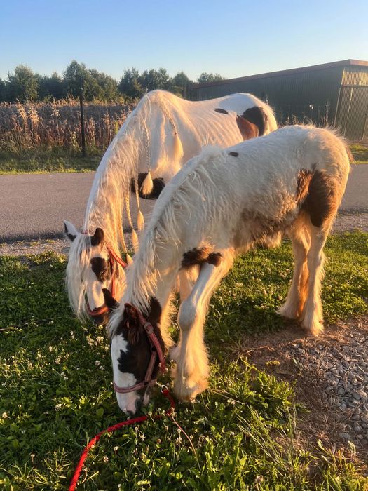 Ogierek Gypsy Cob - Tinker