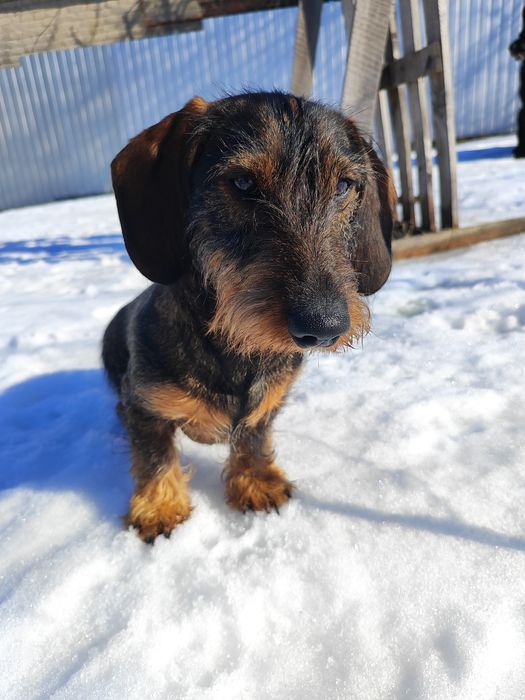 Продам щенка таксы жесткошерстная
Возраст один год

Все прививки паспо