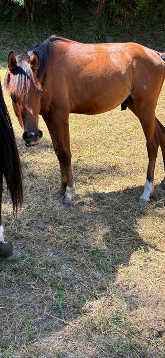 Potro puro sangue arabe