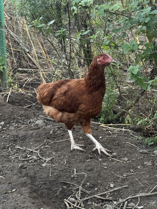 Sprzedam kury nioski