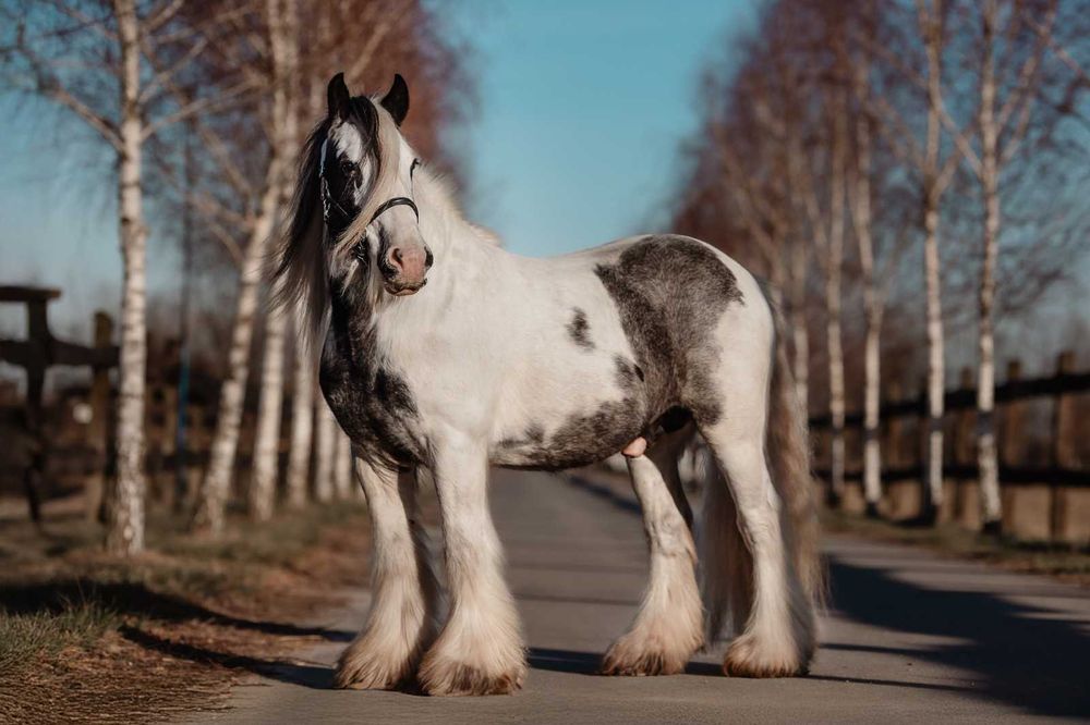 Wałach Podolin Bubbly Marabou