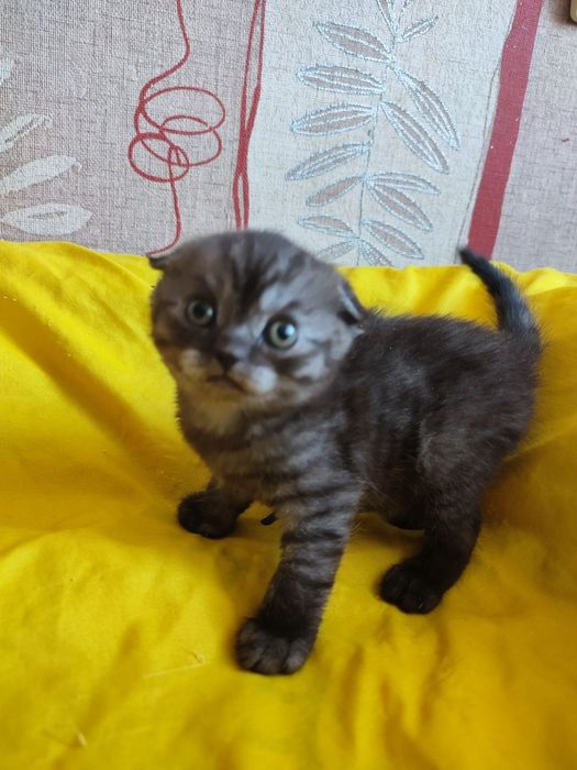 Шотландские красавчики