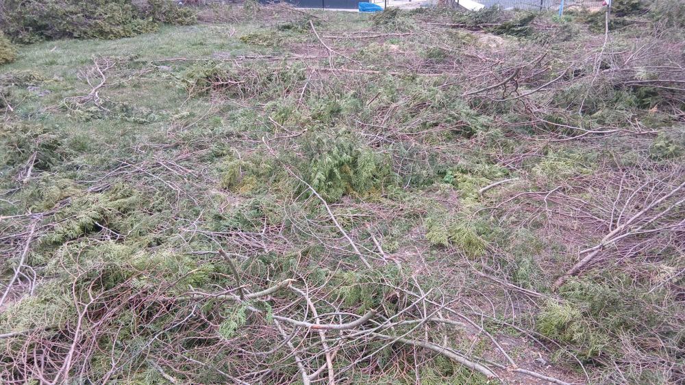 Drewno zrębki gałazie tuje Mozna mielic na miejscu, jest prąd