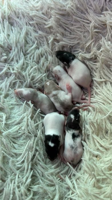 Крисята дамбо хлопчики і дівчатка