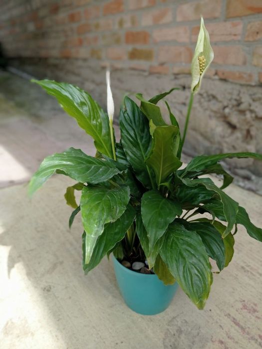 Сансевьерия Муншайн