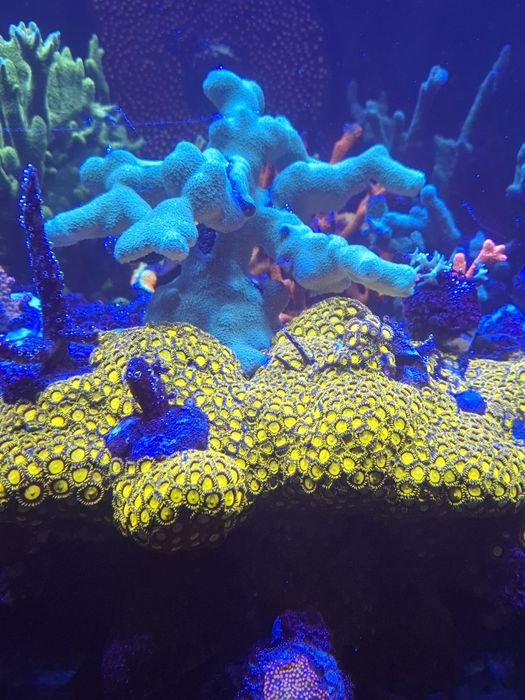 Porites cylindrica yellow koralowce