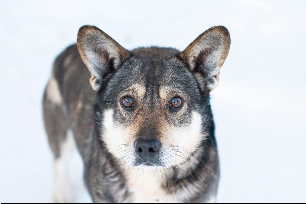 Alkin - chcę zaufać...