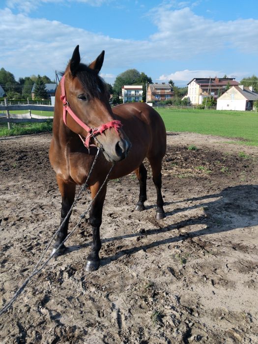 Klacz  śląska pogrubiana