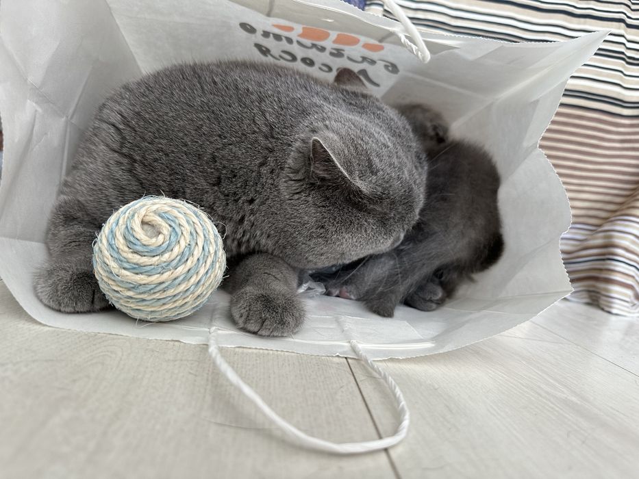 Красивые шотландские котята