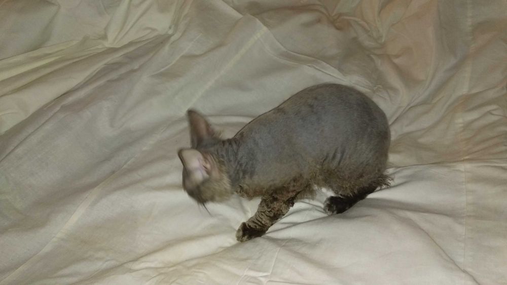 Кошенята (1 кіт, 2 кішки) від донського сфінкса / Кот, 2 кошки, сфинкс