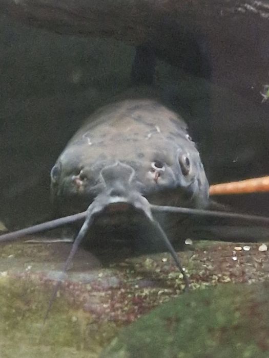 Akwarium 112l 80 x 35 x 40 ze wszystkim