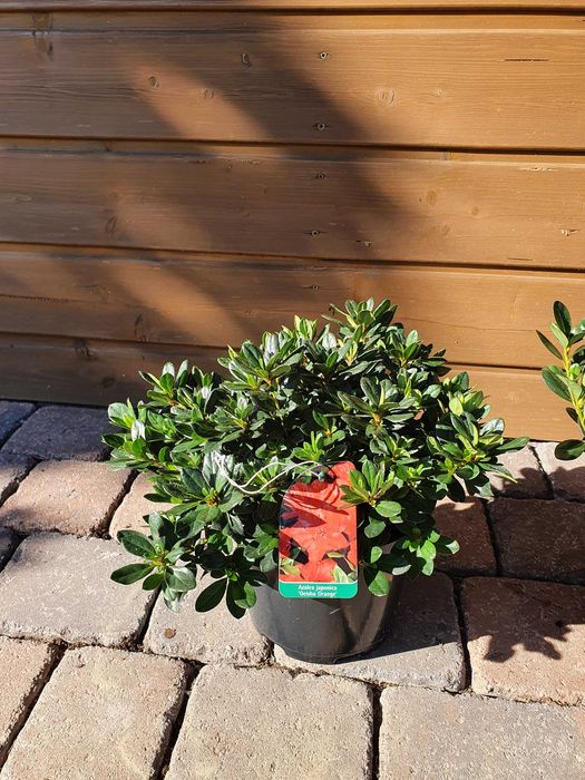 azalia japońska krzewy ozdobne rododendron