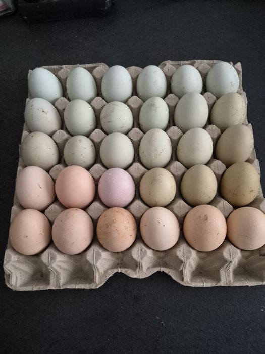 Jajka legowe mix nioska