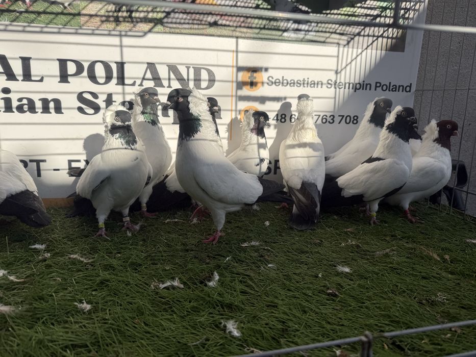 Gołębie. Zakonniki. Zakonnik. Możliwy transport