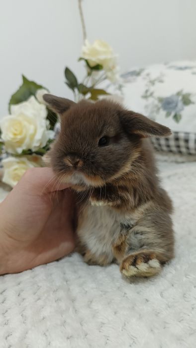 Mini lop króliki karzełek miniaturka baranek hodowla
