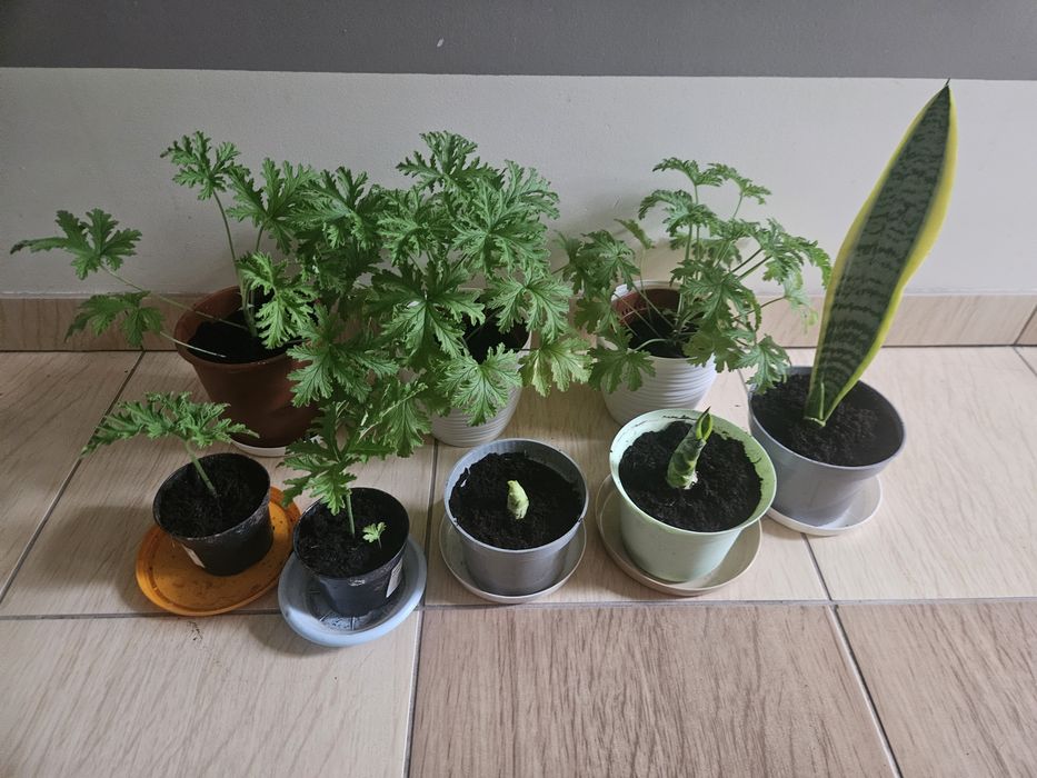 Kwiaty doniczkowe anginka/ geranium, sansevieria
