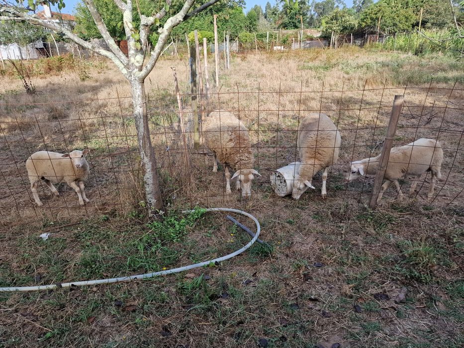 Vendo 2 ovelhas e dois burregos