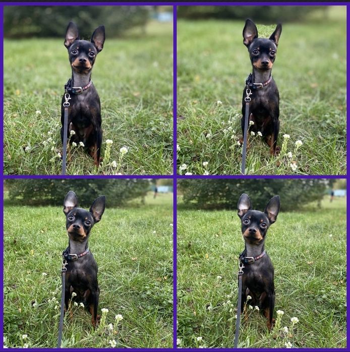 Той терьер приглашает дам