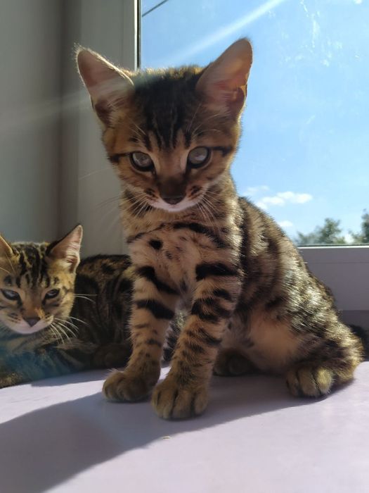 Бенгальське кошеня