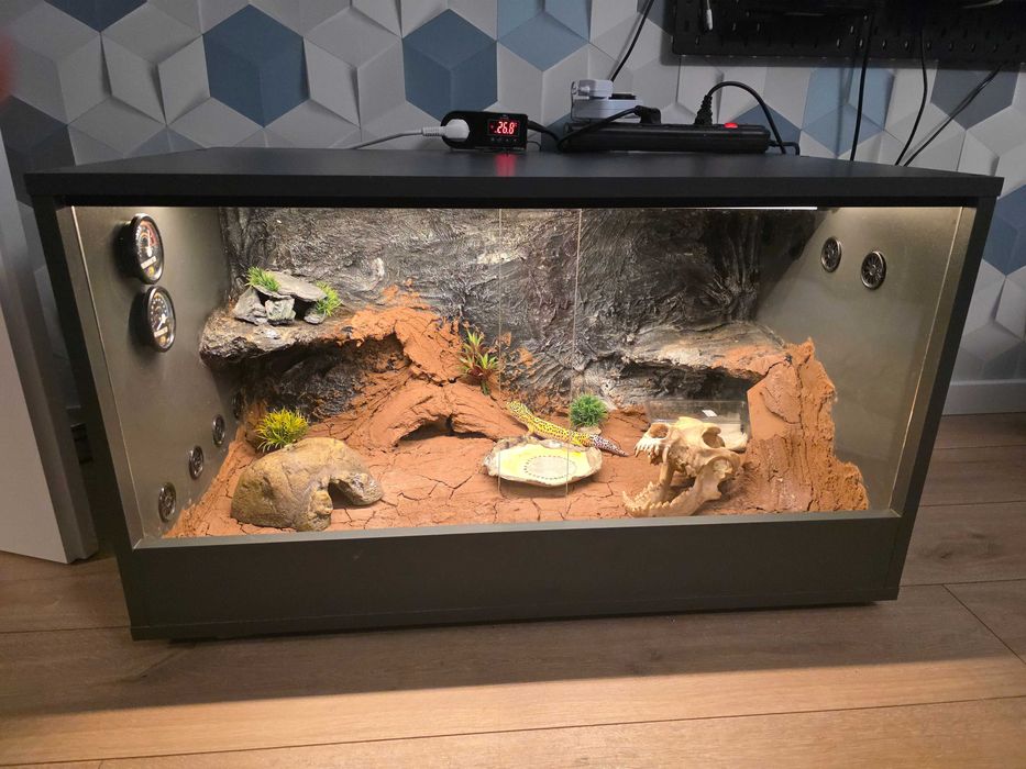 Gotowe terrarium 90x55x50cm + 2 Gekony Lamparcie samiczki
