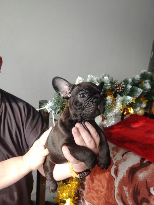 Щенята Французького  бульдога