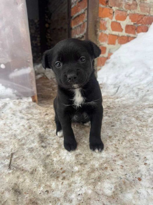 Три цуцика,хлопчик та дівчатка(стерилізація за наш рахунок)