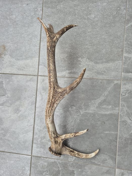 Poroże zrzut jelenia