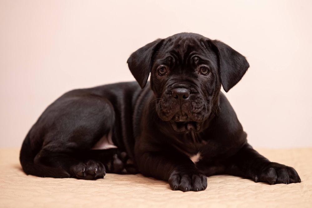 Щенки кане-корсо