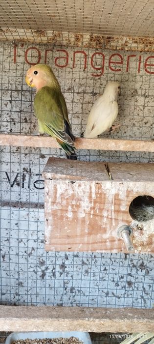 Vendo três rosicolis novos. 40€ cada um. Criador registado no ICNF. Passo declaração de cedência. Em Loulé.
