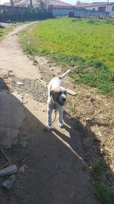 Cadela gado transmontano