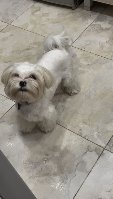 Вязка Мальтезе РАЗВЯЗАН, короткий носик, кукольные глазки, КСУ