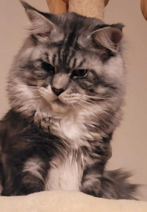 Piękne sreberko  z rodowodem FPL