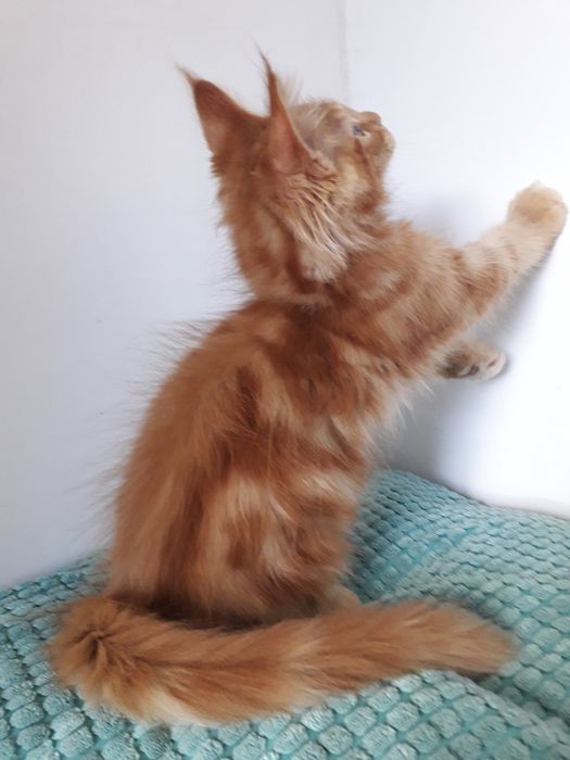 Котик Мейнкун...