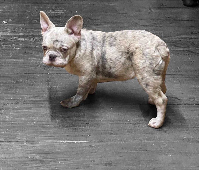 Chłopiec buldog francuski