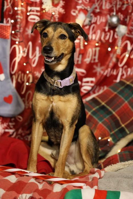 Młody energiczny pies szuka domu