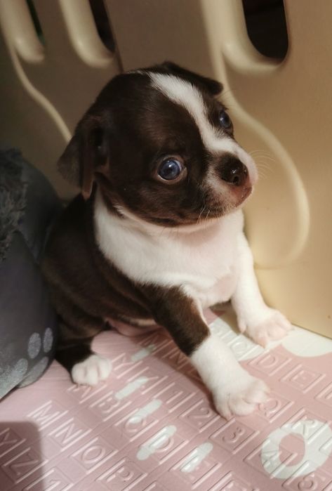 Suczka Chihuahua