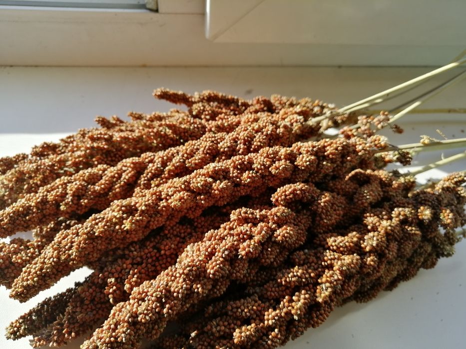 Продам чумизу,  пайз  корм для папуг.